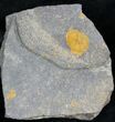 Ordovician Edrioasteroid (Spinadiscus) Fossil - Blekus, Morocco #28032-1